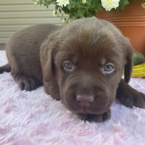 Labrador Retriever Puppy Tess