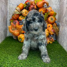 Poodle Puppy Birdie