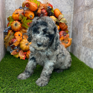 Poodle Puppy Birdie