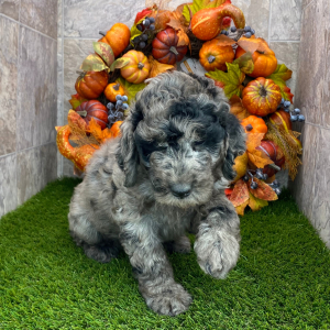 Poodle Puppy Birdie