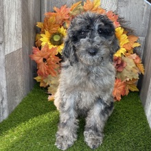 Poodle Puppy Birdie