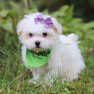Maltese Puppy Nellie