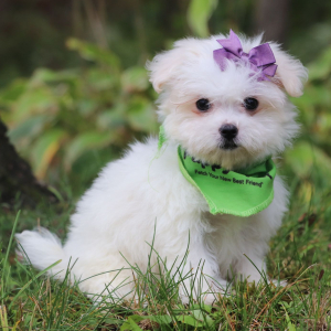 Maltese Puppy Nellie