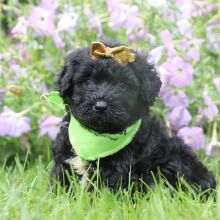 Portuguese Water Dog Puppy Sage
