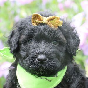 Portuguese Water Dog Puppy Sage