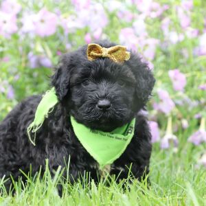 Portuguese Water Dog Puppy Sage