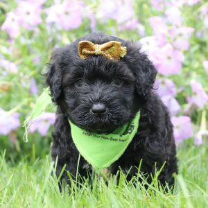 Portuguese Water Dog Puppy Sage