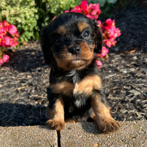 Cavalier King Charles Spaniel Puppy Eleanor