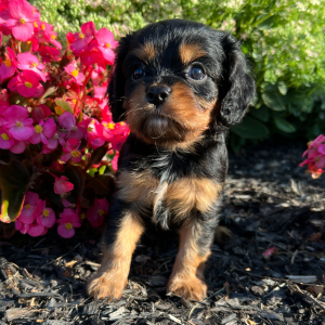 Cavalier King Charles Spaniel Puppy Eleanor