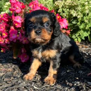 Cavalier King Charles Spaniel Puppy Eleanor