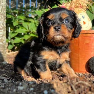 Cavalier King Charles Spaniel Puppy Eleanor