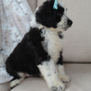 Portuguese Water Dog Puppy Stacy