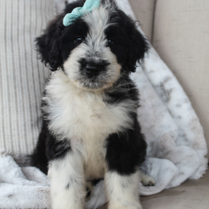 Portuguese Water Dog Puppy Stacy