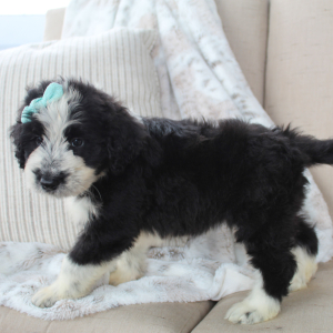 Portuguese Water Dog Puppy Stacy