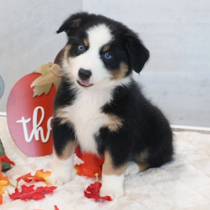 Australian Shepherd Puppy Flynn