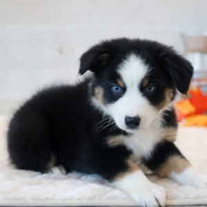 Australian Shepherd Puppy Flynn