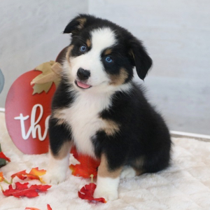 Australian Shepherd Puppy Flynn