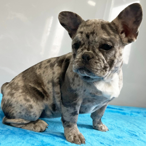 French Bulldog Puppy Poppy