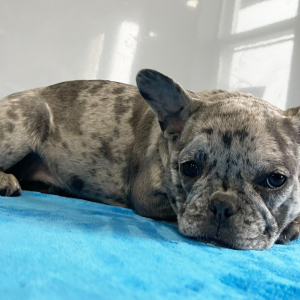 French Bulldog Puppy Poppy