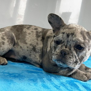 French Bulldog Puppy Poppy