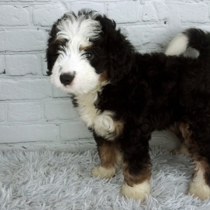 Bernedoodle Puppy Sugar