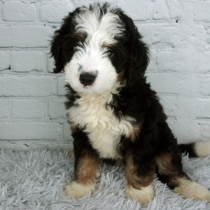 Bernedoodle Puppy Sugar