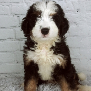 Bernedoodle Puppy Sugar