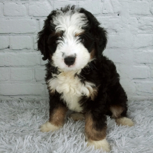Bernedoodle Puppy Sugar