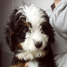 Bernedoodle Puppy Sugar