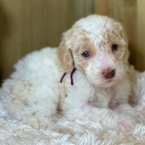 Labradoodle Puppy Winston