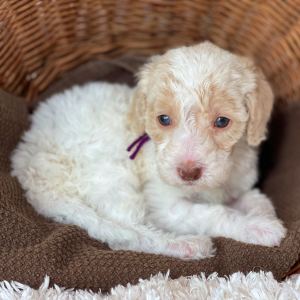 Labradoodle Puppy Winston