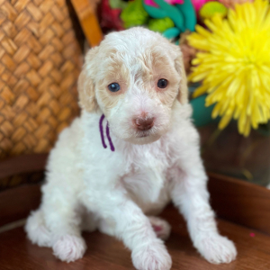 Labradoodle Puppy Winston