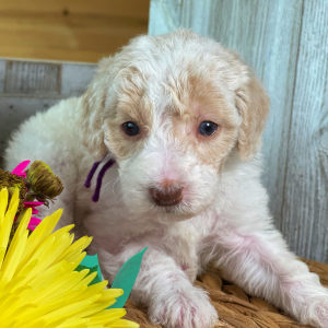 Labradoodle Puppy Winston