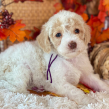 Labradoodle Puppy Winston