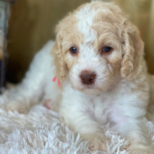 Labradoodle Puppy Winnie