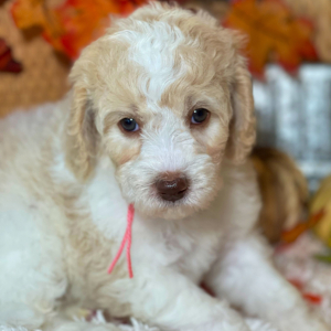 Labradoodle Puppy Winnie