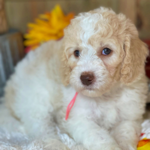 Labradoodle Puppy Winnie
