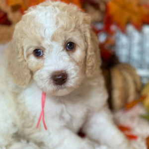 Labradoodle Puppy Winnie