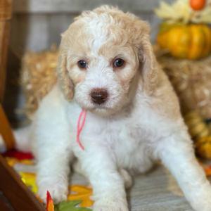 Labradoodle Puppy Winnie