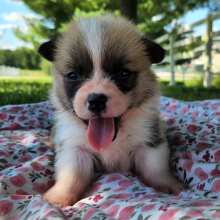 Pembroke Welsh Corgi Puppy Tilly
