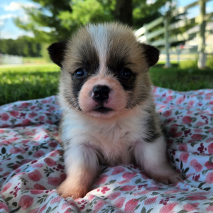 Pembroke Welsh Corgi Puppy Tilly