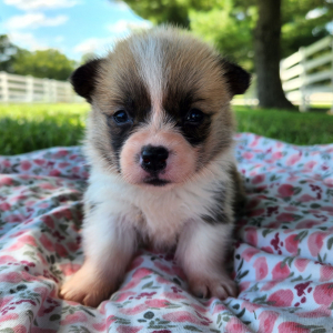 Pembroke Welsh Corgi Puppy Tilly