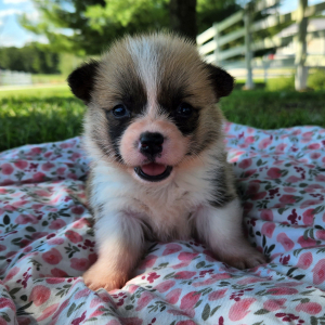 Pembroke Welsh Corgi Puppy Tilly
