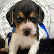 Beagle Puppy Raven