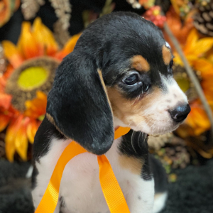 Beagle Puppy Raven