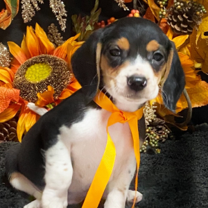 Beagle Puppy Raven