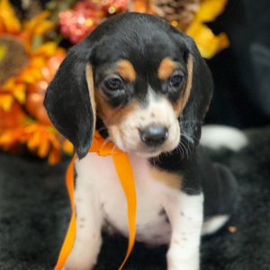 Beagle Puppy Raven