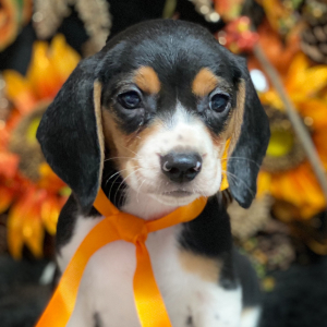 Beagle Puppy Raven