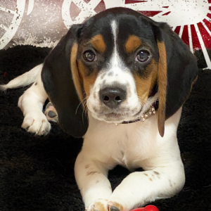 Beagle Puppy Raven