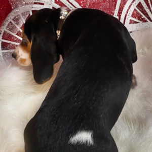 Beagle Puppy Raven